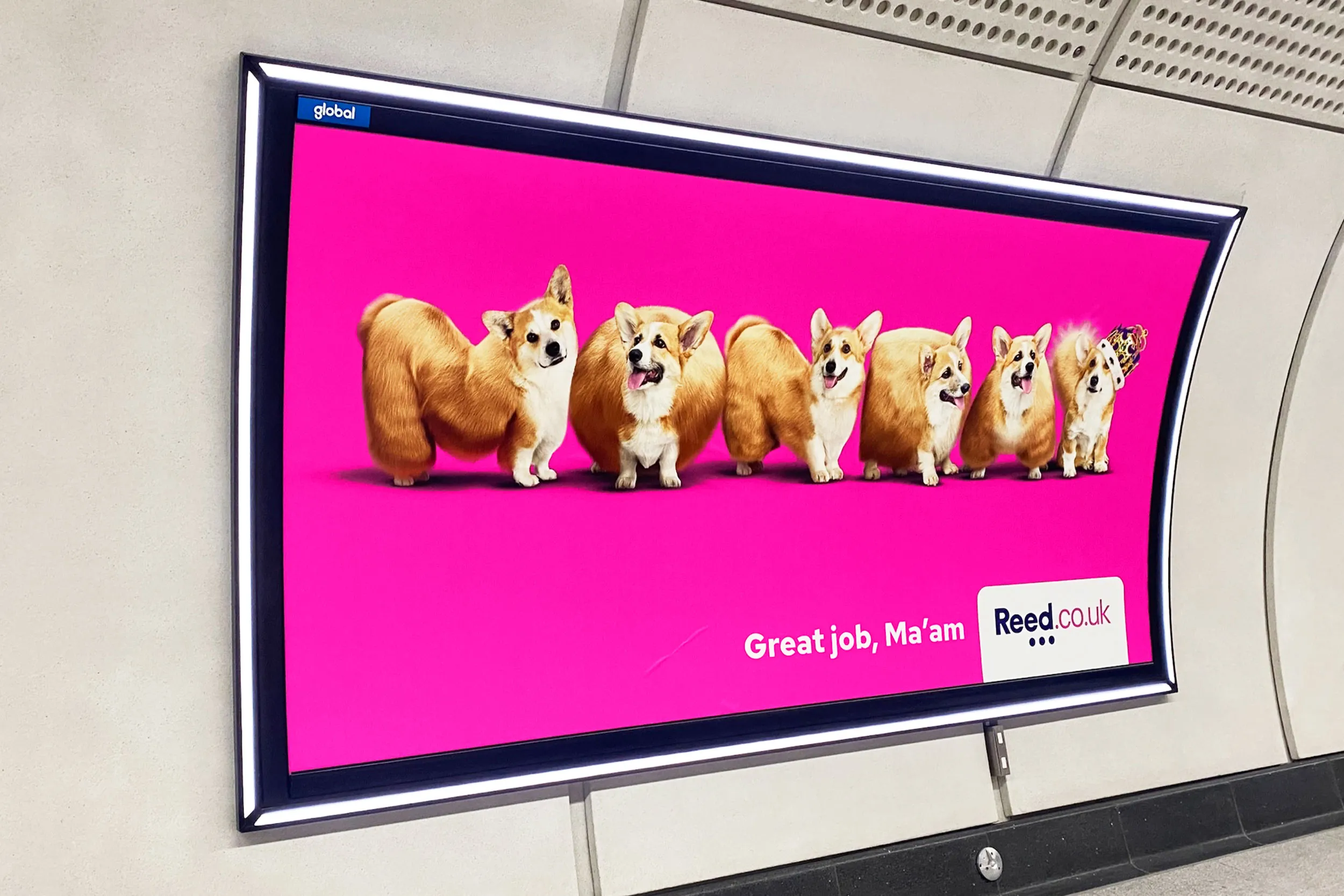 Reed / Monday Corgi creative